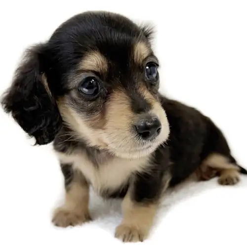 ミニチュア・ダックスフント