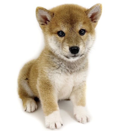 柴犬