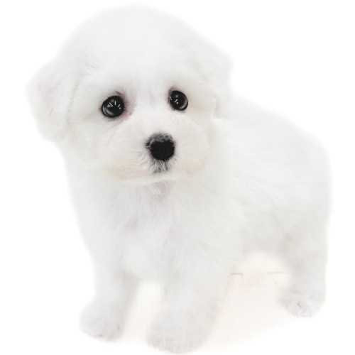 ビションフリーゼ