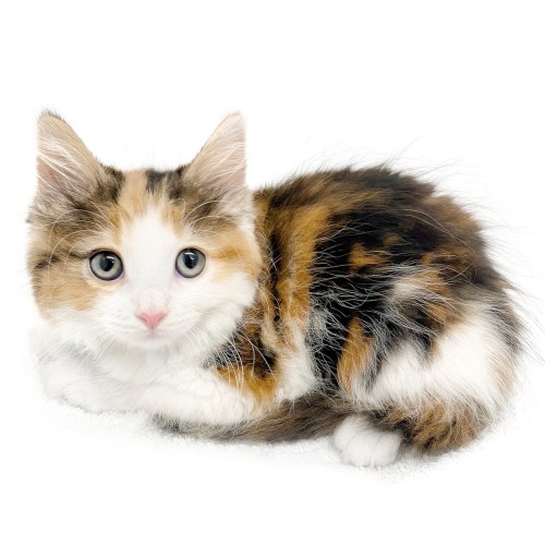 ノルウェージャンフォレストキャット