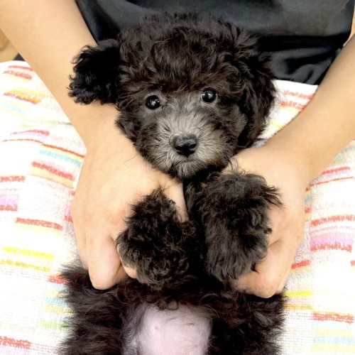 トイ・プードル