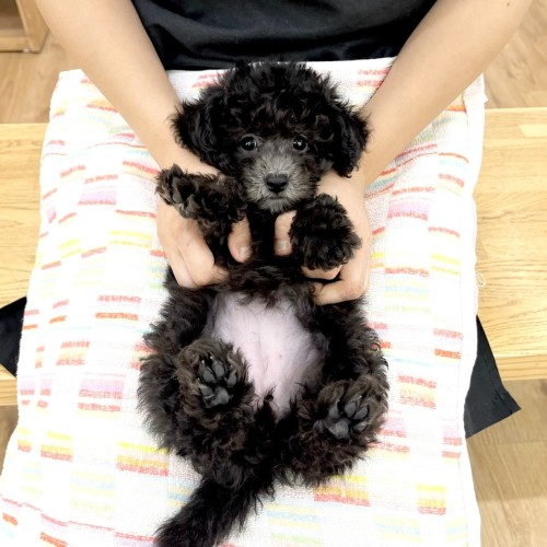 トイ・プードル