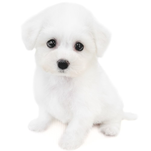 ビションフリーゼ