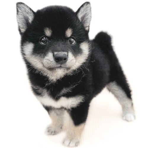 柴犬