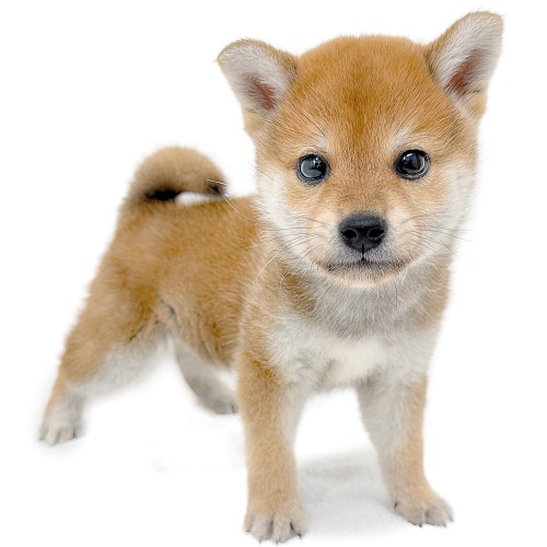 柴犬