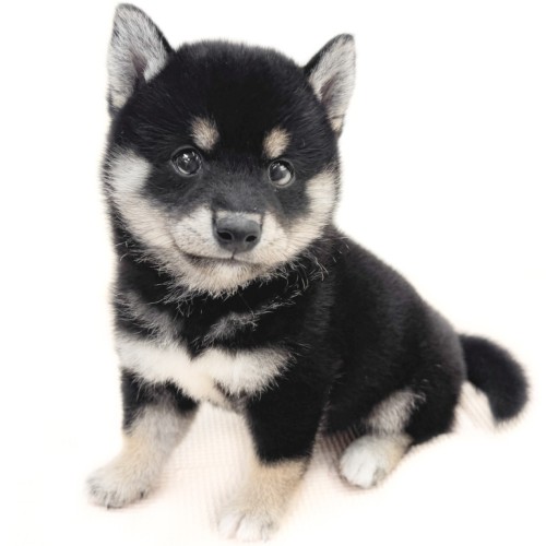 柴犬