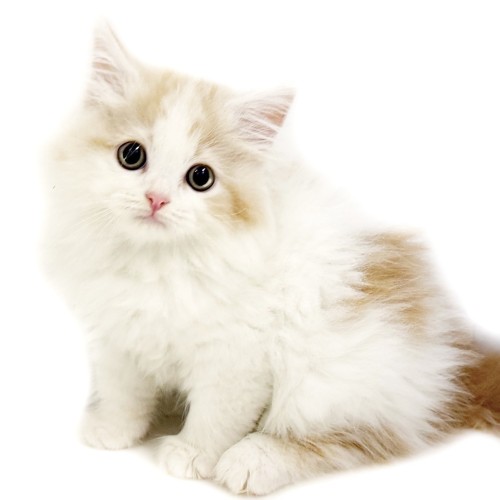 ノルウェージャンフォレストキャット