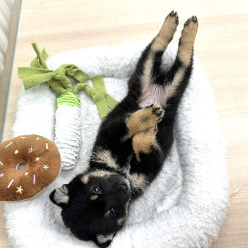 豆柴