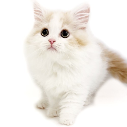 ノルウェージャンフォレストキャット