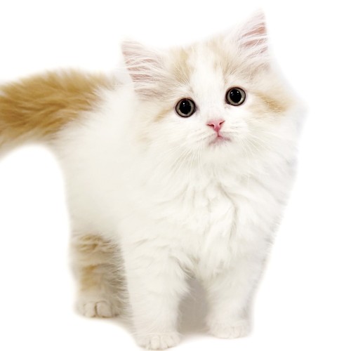 ノルウェージャンフォレストキャット