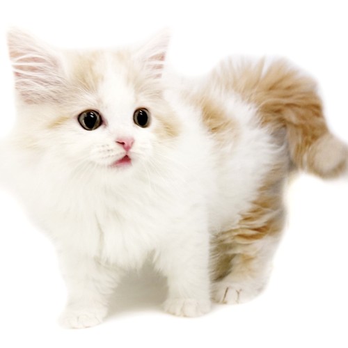 ノルウェージャンフォレストキャット