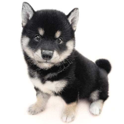 柴犬