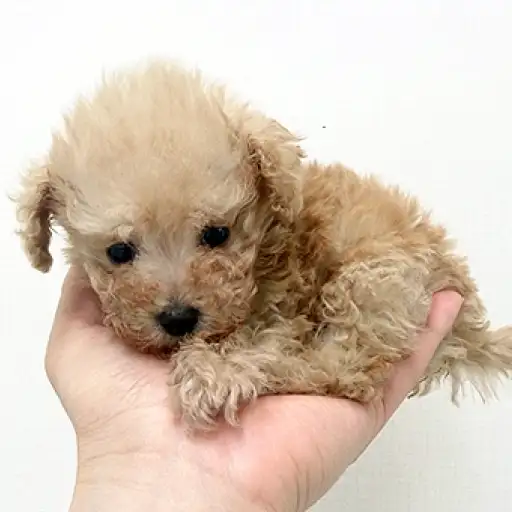トイ・プードル