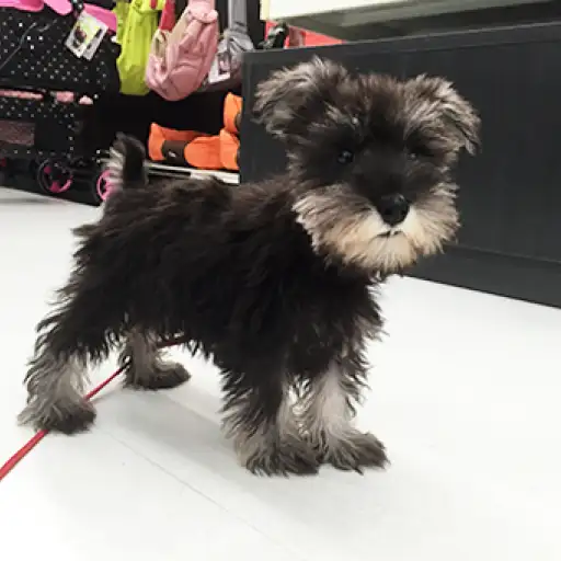 ミニチュア・シュナウザー