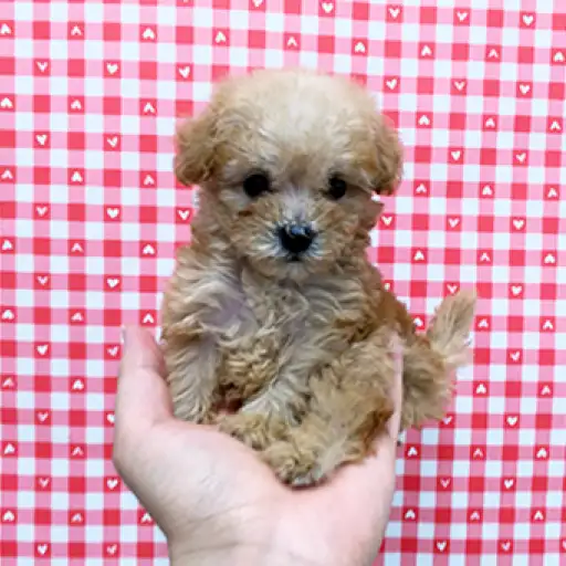 トイ・プードル