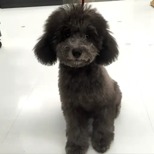 トイ・プードル