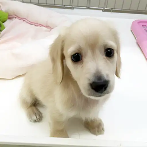 ミニチュア・ダックスフント