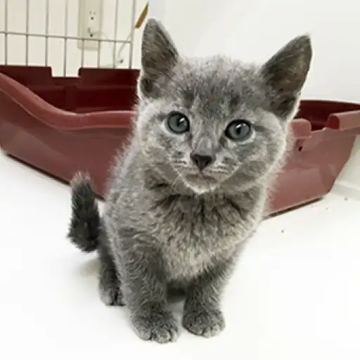 ロシアンブルー