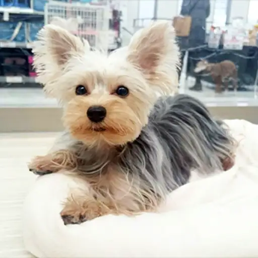 ヨークシャーテリア