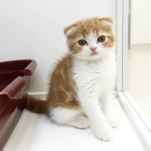 スコティッシュフォールド