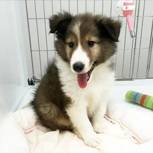 シェットランドシープドッグ