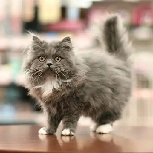 ブリティッシュロングヘア