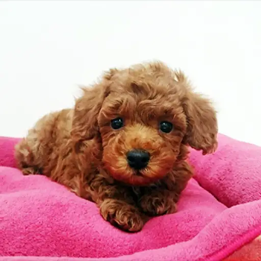 トイ・プードル