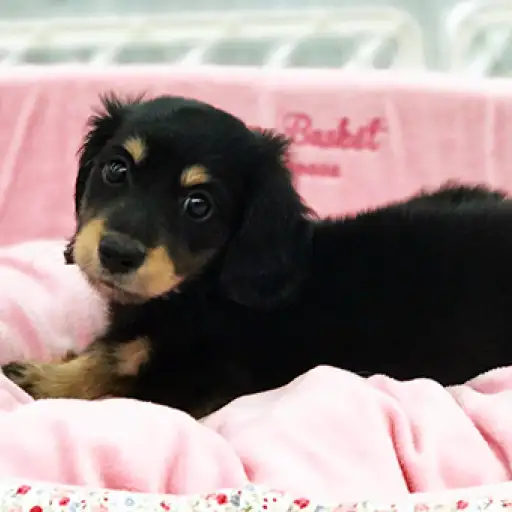 ミニチュア・ダックスフント