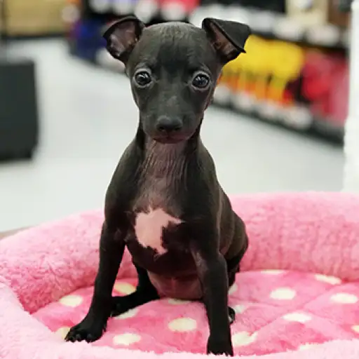 イタリアングレーハウンド