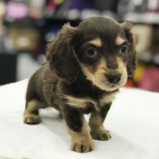 ミニチュア・ダックスフント