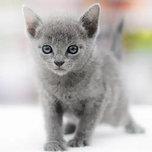 ロシアンブルー