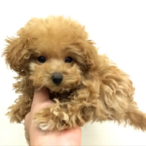 トイ・プードル