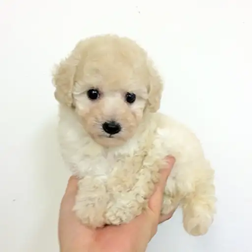 トイ・プードル