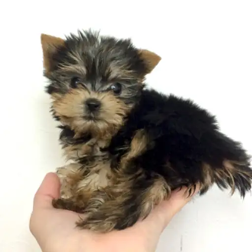 ヨークシャーテリア