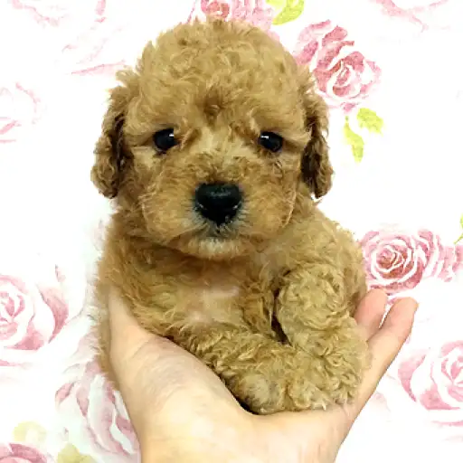 トイ・プードル