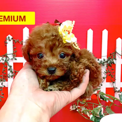 トイ・プードル