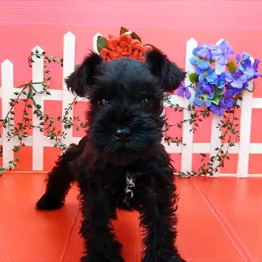 ミニチュア・シュナウザー