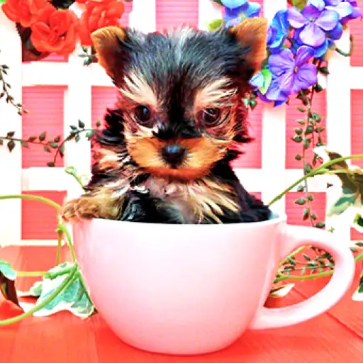 ヨークシャーテリア