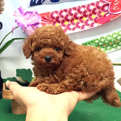 トイ・プードル