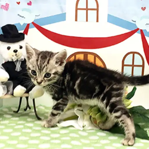 アメリカンショートヘア