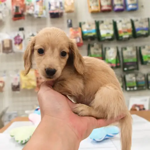 ミニチュア・ダックスフント