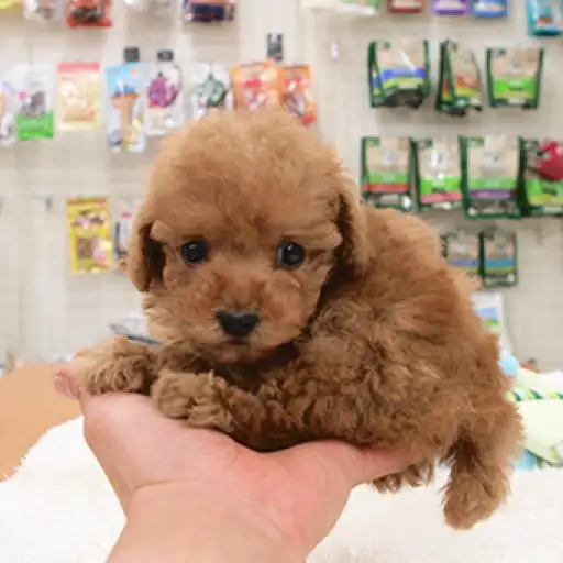 トイ・プードル