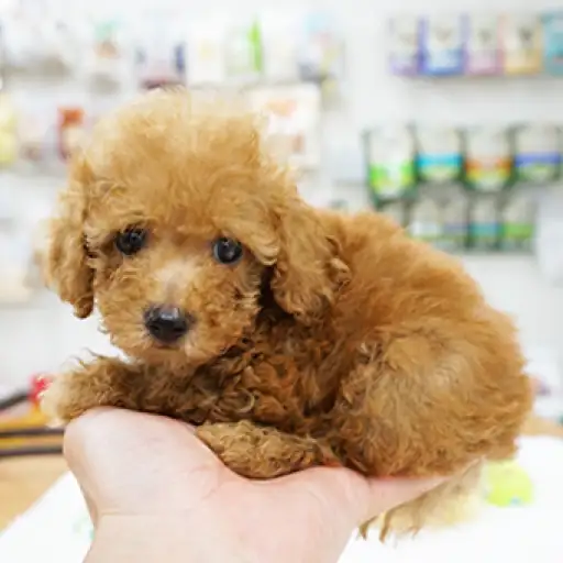 トイ・プードル