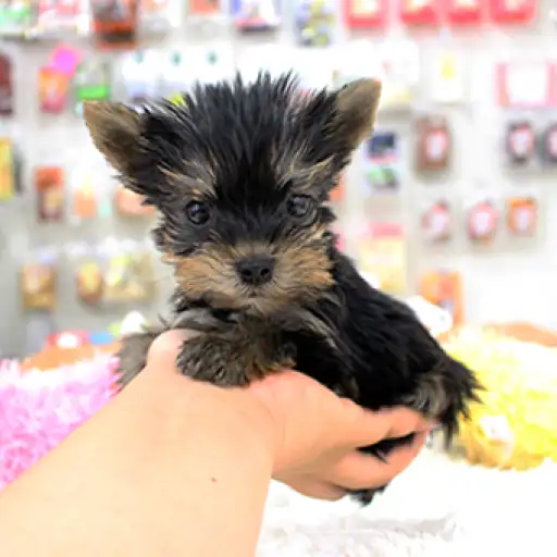 ヨークシャーテリア