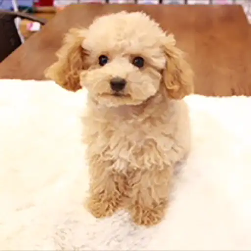 トイ・プードル