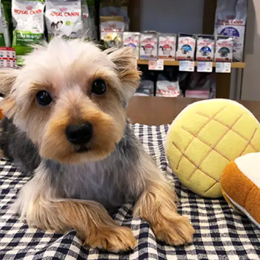 ヨークシャーテリア