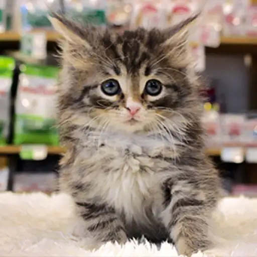 ノルウェージャンフォレストキャット