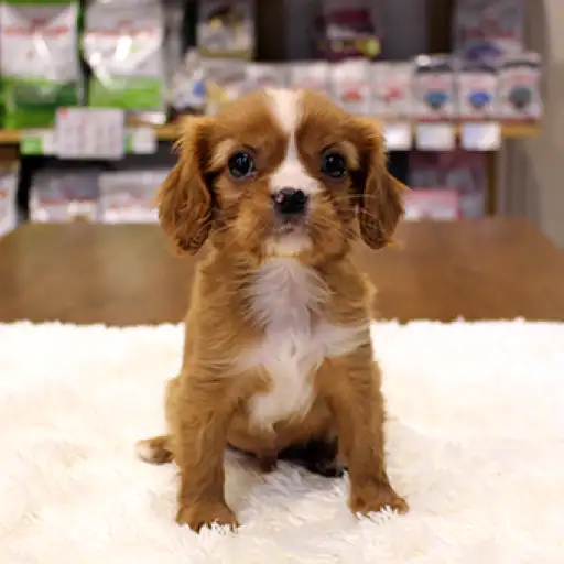 キャバリア・キングチャールズ・スパニエル