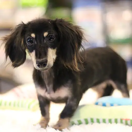 ミニチュア・ダックスフント