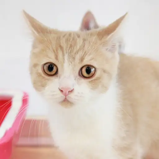 ブリティッシュショートヘア